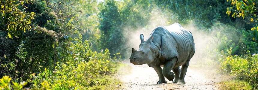 Kaziranga National Park