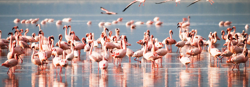 Lake Nakuru National Park